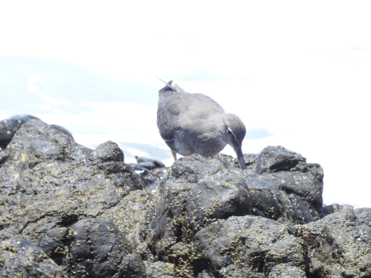 Kuliska alderraia - ML644664557