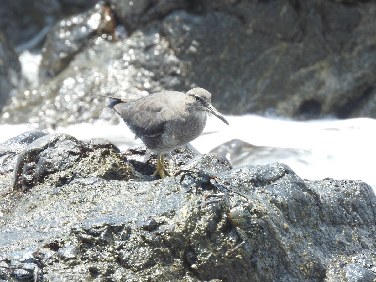 Kuliska alderraia - ML644664558