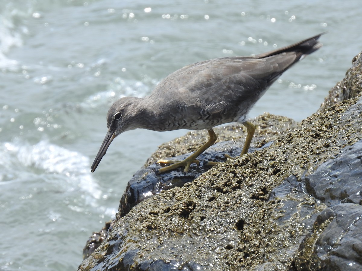 Kuliska alderraia - ML644664559