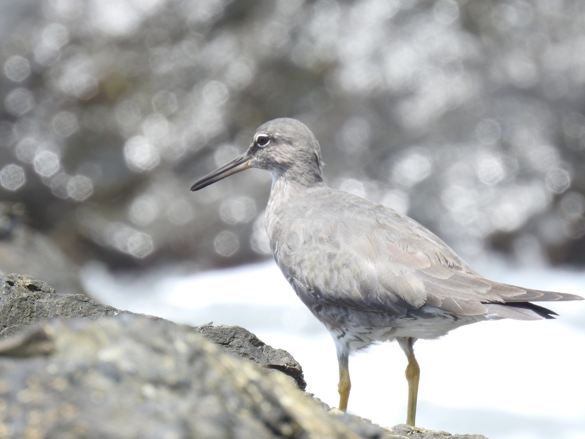 Kuliska alderraia - ML644664560