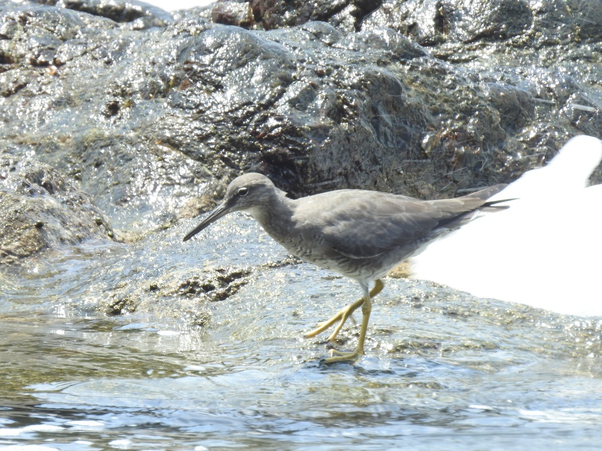 Kuliska alderraia - ML644664561