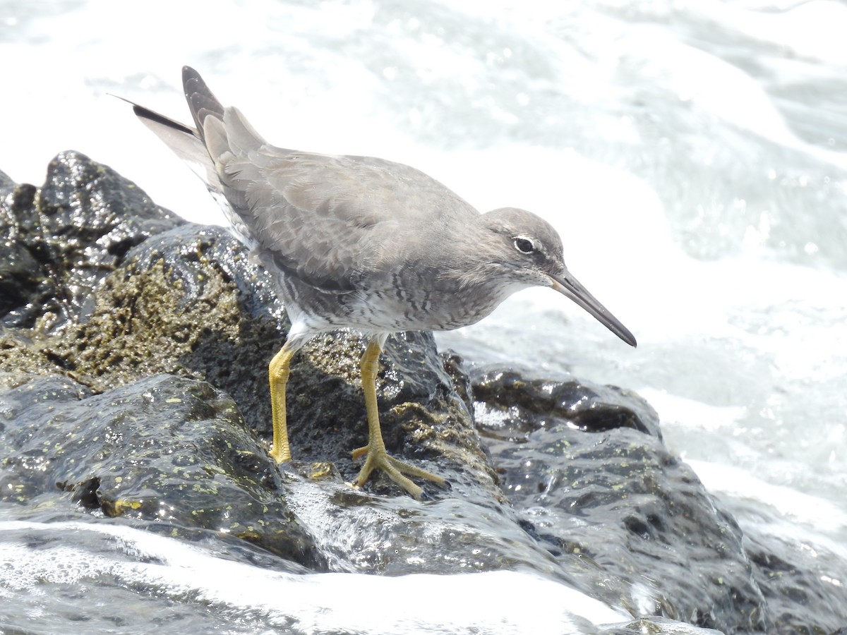 Kuliska alderraia - ML644664562