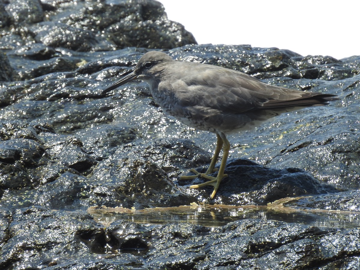 Kuliska alderraia - ML644664563