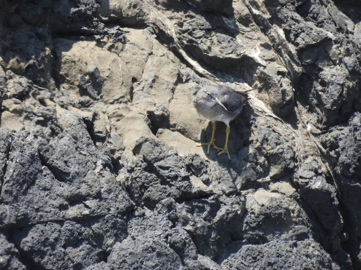 Kuliska alderraia - ML644664564