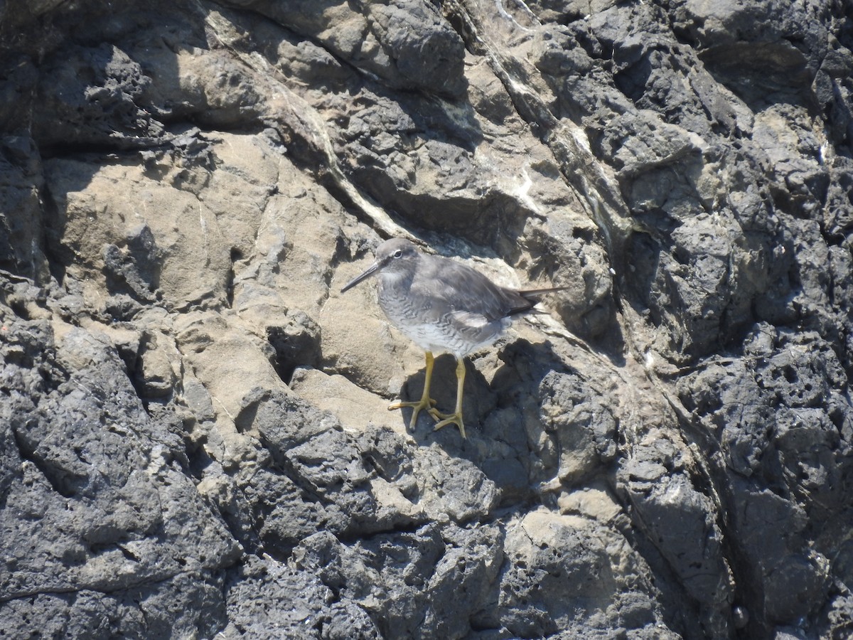 Kuliska alderraia - ML644664565