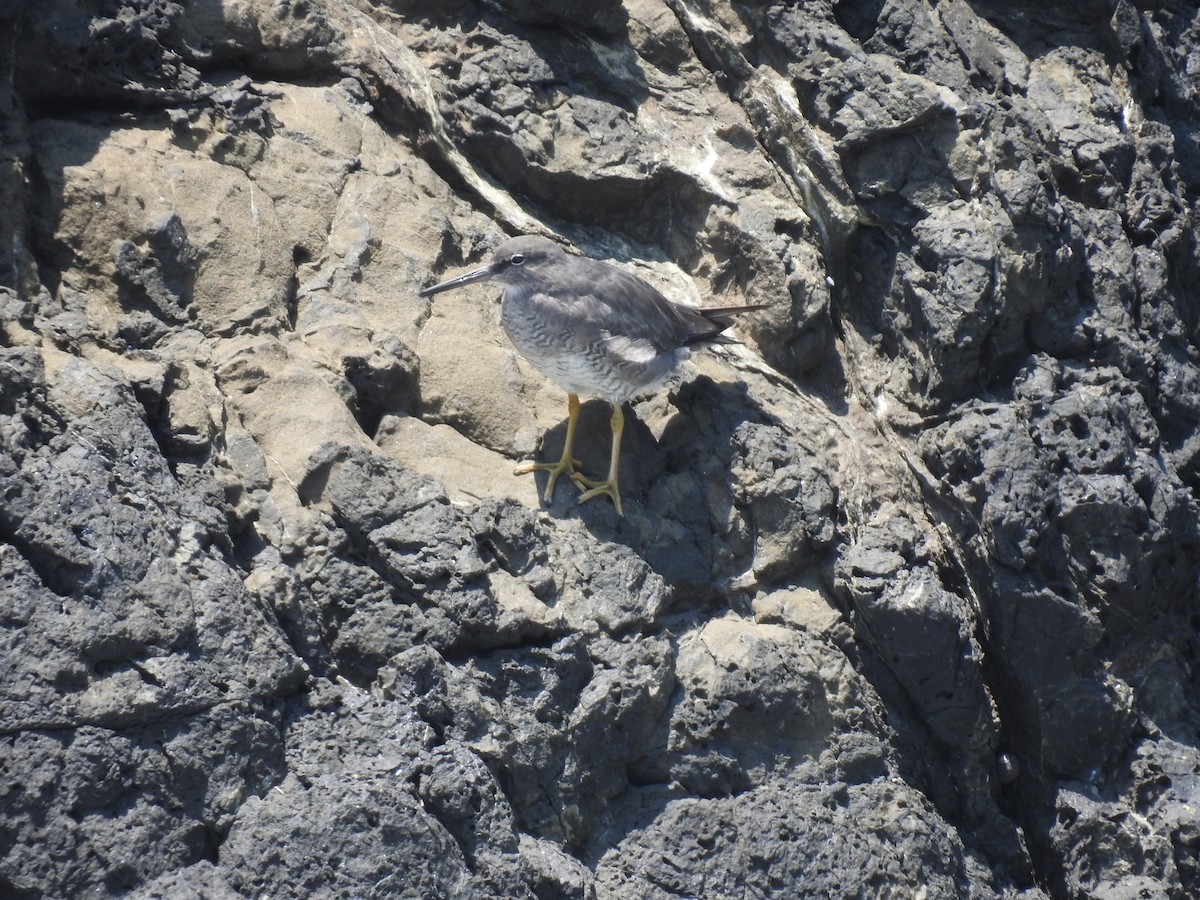 Kuliska alderraia - ML644664566