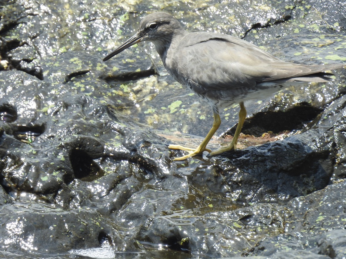 Kuliska alderraia - ML644664567