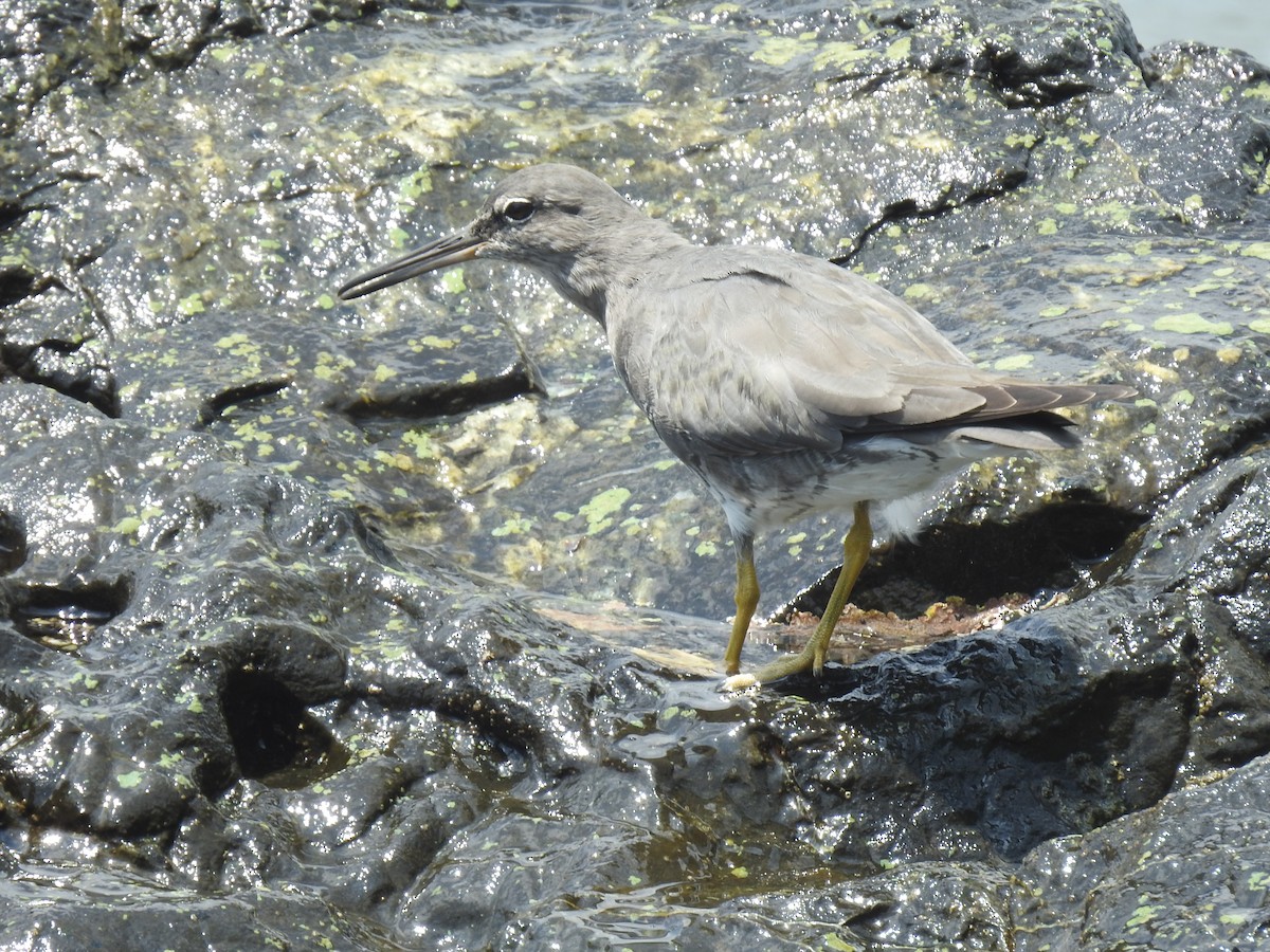 Kuliska alderraia - ML644664568