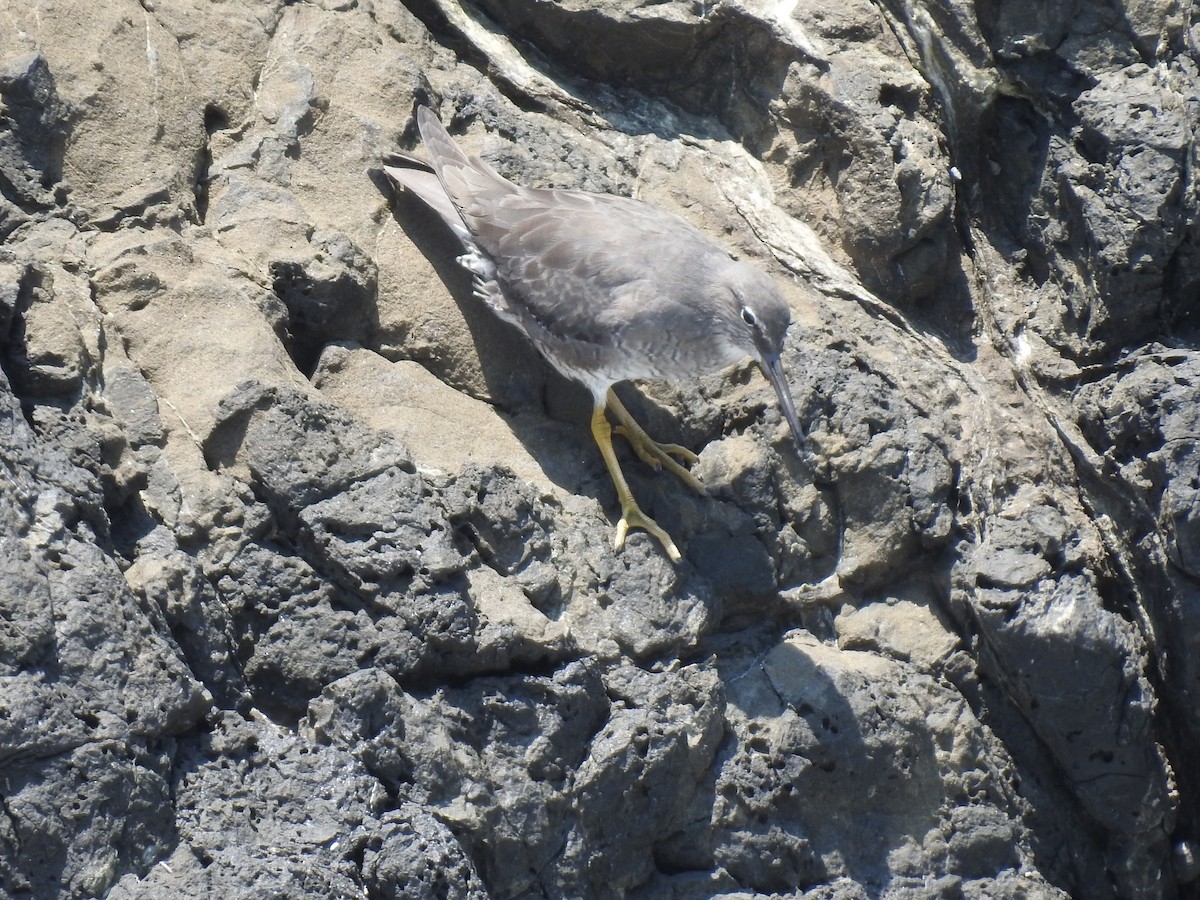 Kuliska alderraia - ML644664569