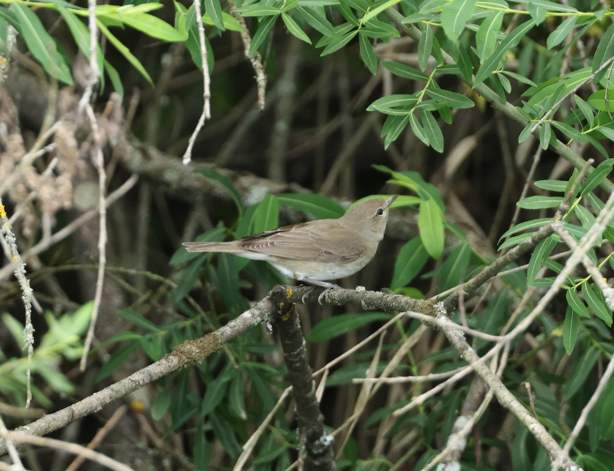 ニワムシクイ - ML644664570