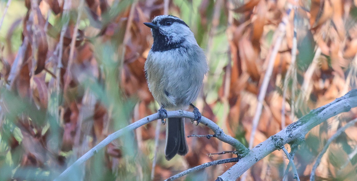 Mountain Chickadee - ML644664572