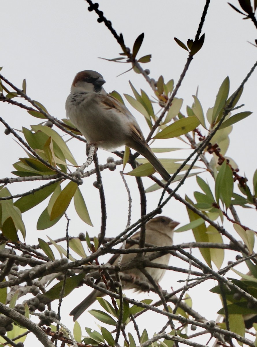 vrabec domácí - ML644664577