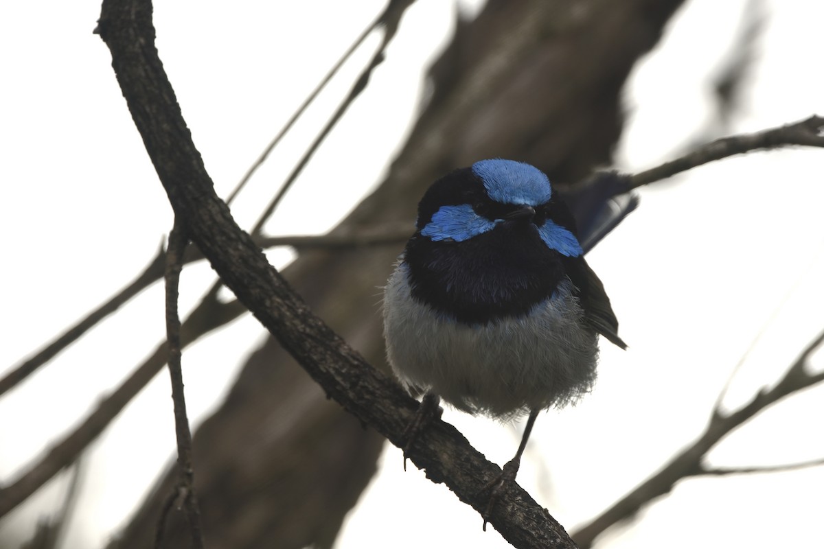 modropláštník nádherný - ML644664581