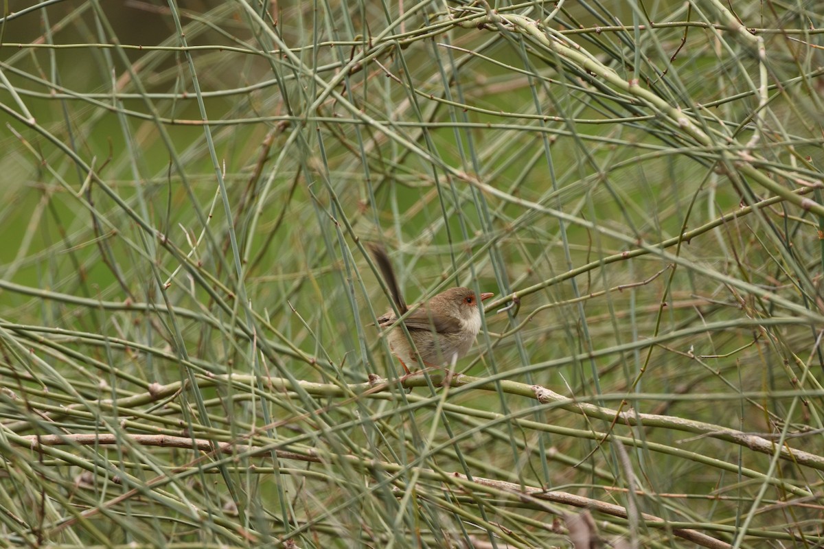 modropláštník nádherný - ML644664582