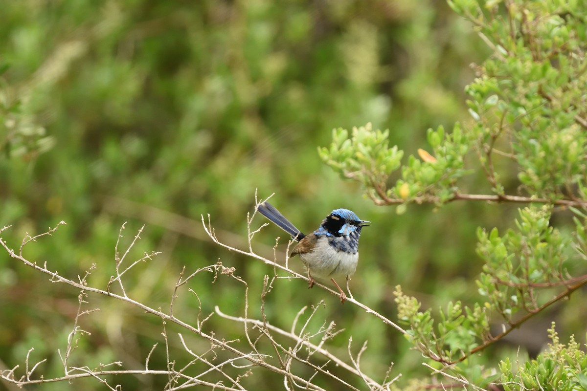 modropláštník nádherný - ML644664583