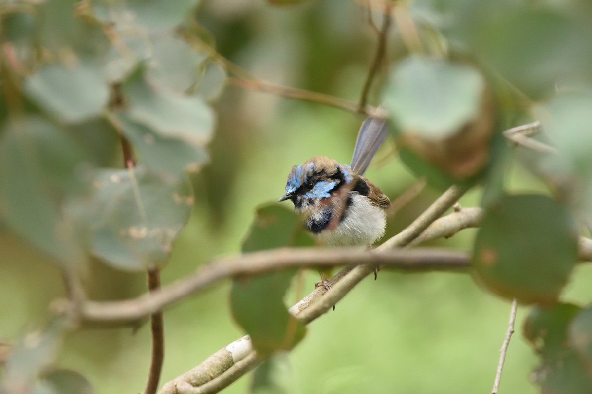 modropláštník nádherný - ML644664584