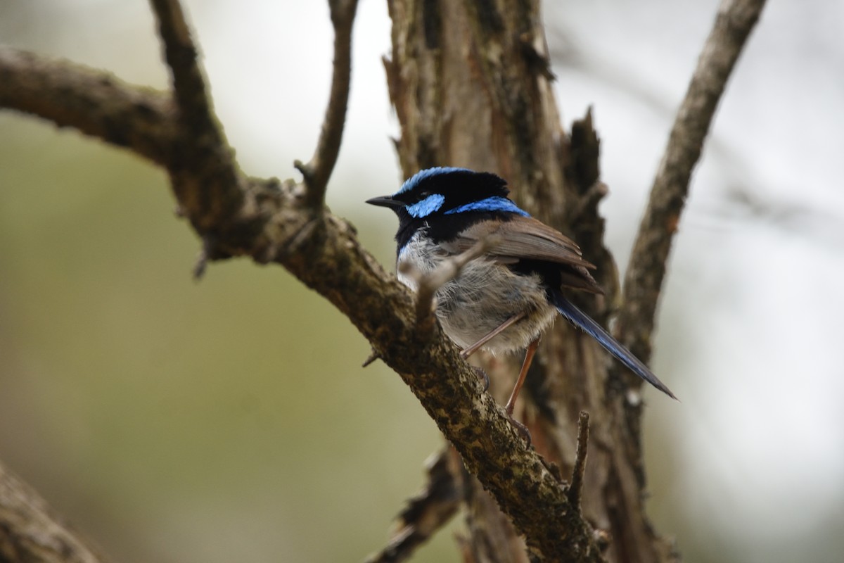 modropláštník nádherný - ML644664585