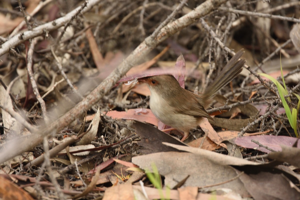 modropláštník nádherný - ML644664586