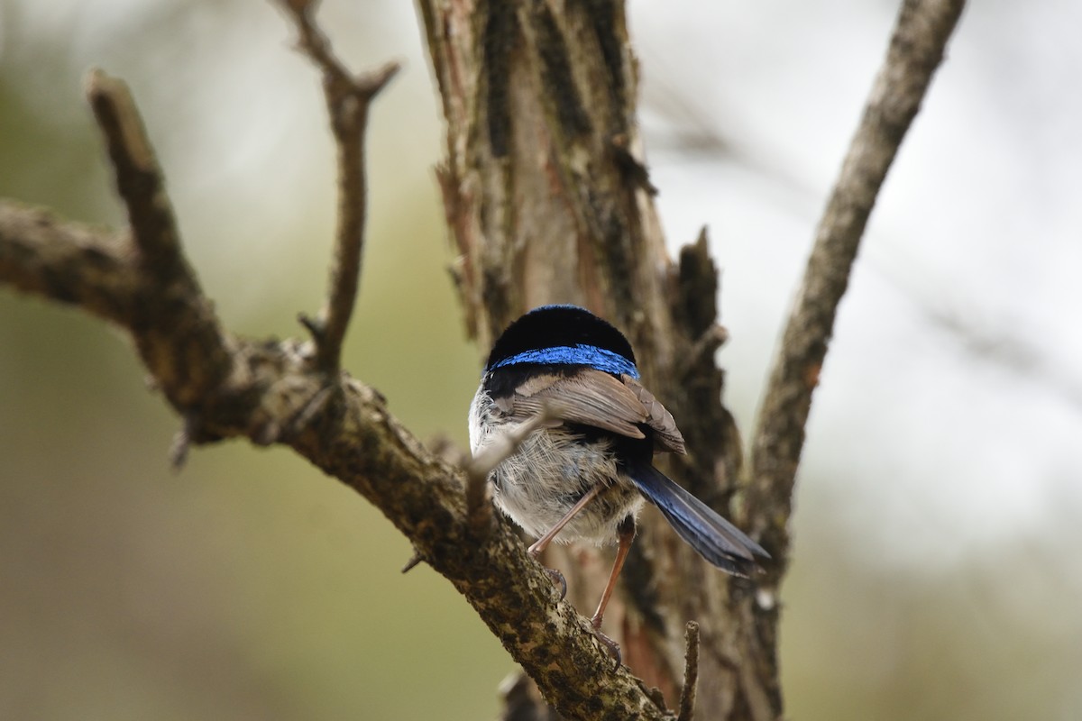 modropláštník nádherný - ML644664587