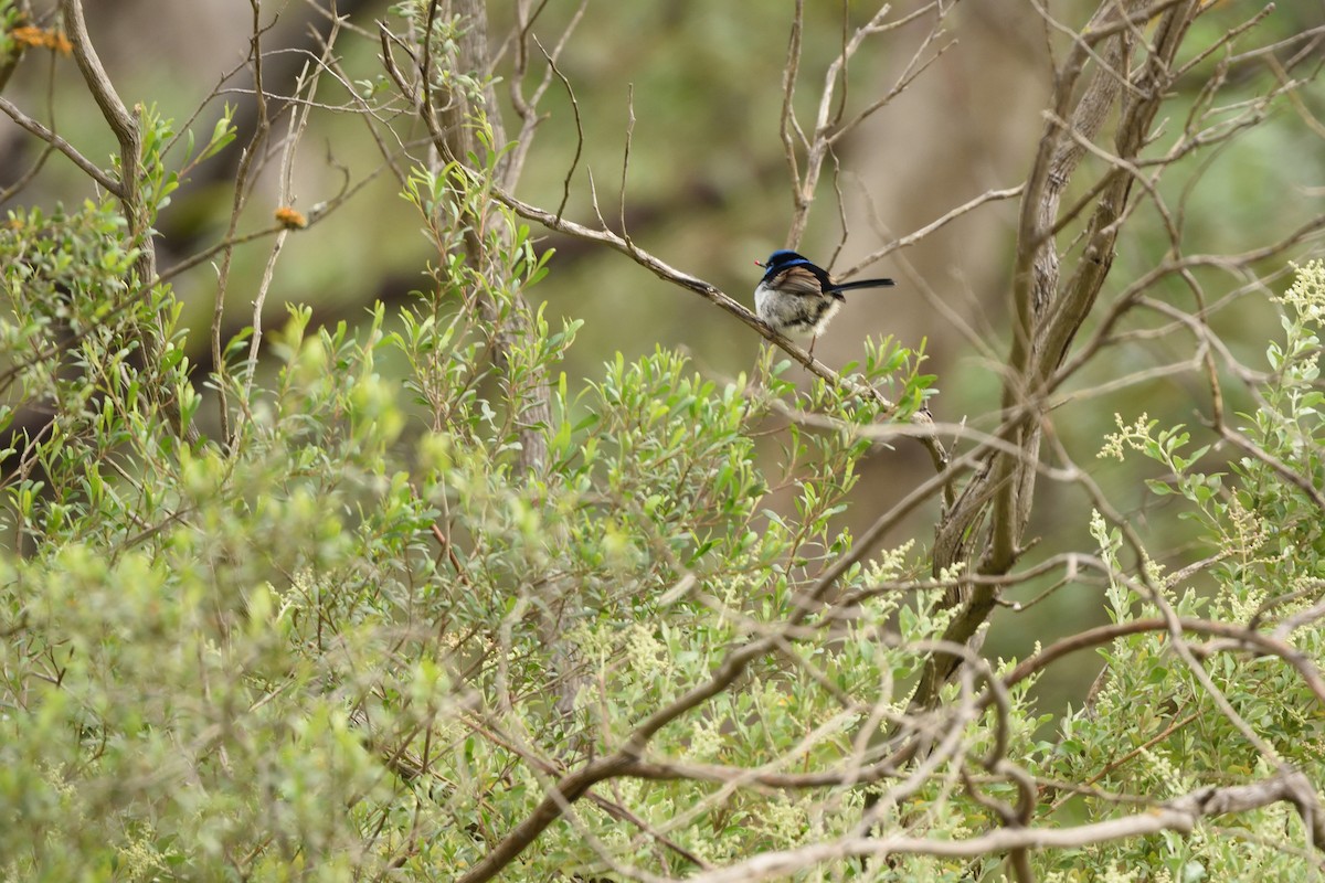 modropláštník nádherný - ML644664588