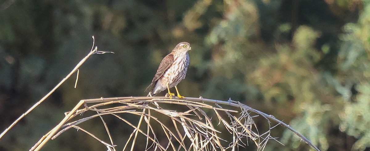 Cooper's Hawk - ML644664590