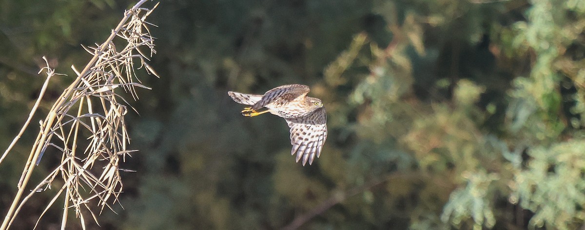 Cooper's Hawk - ML644664594