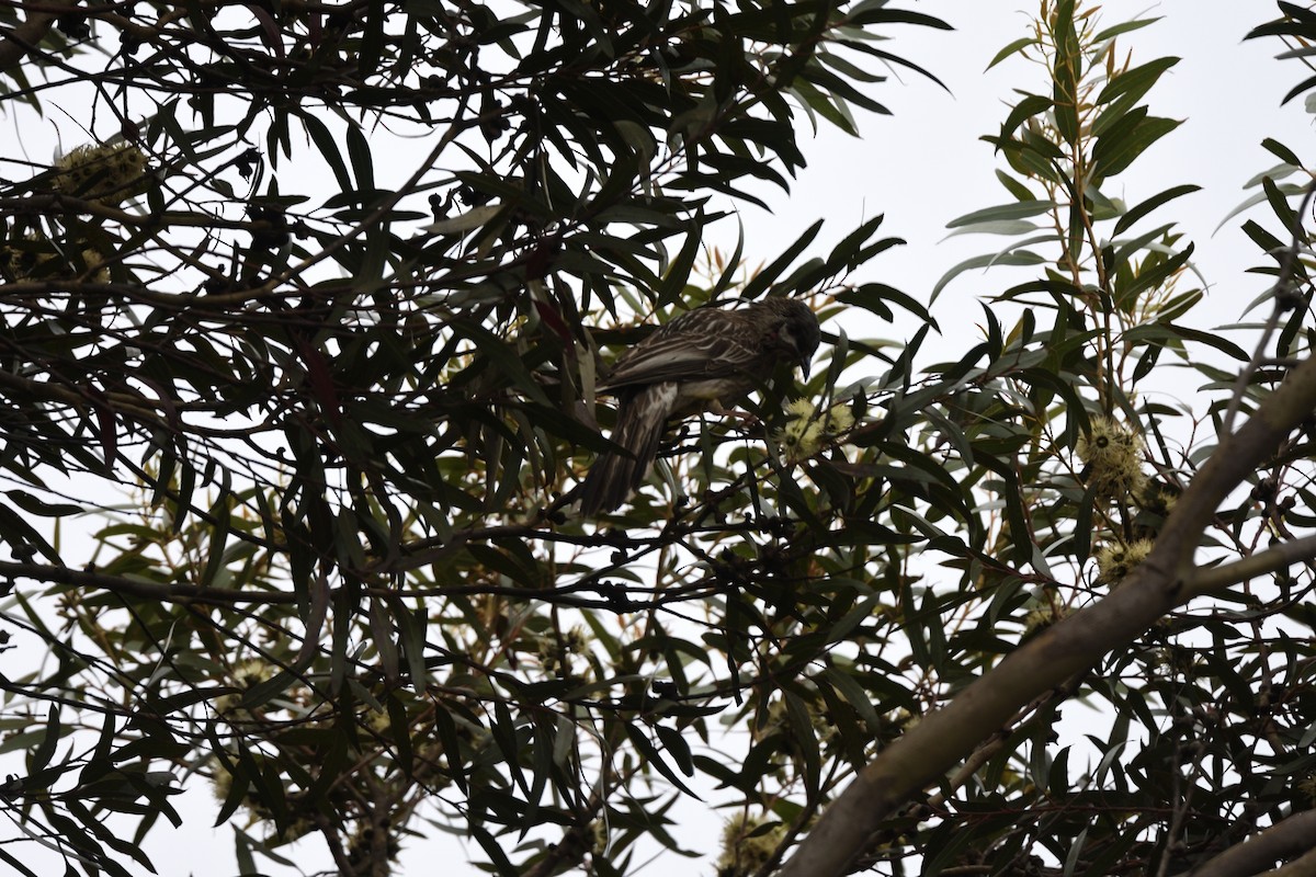 laločnatka jihoaustralská - ML644664598