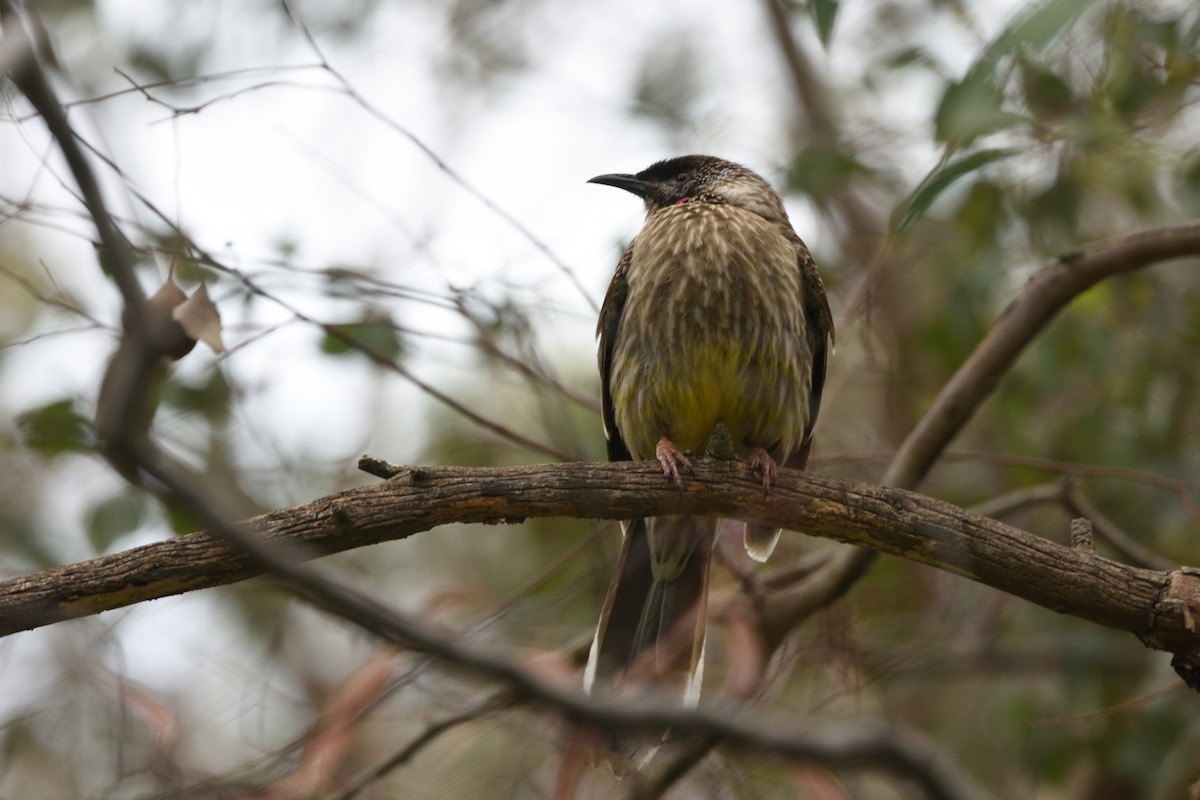 laločnatka jihoaustralská - ML644664599