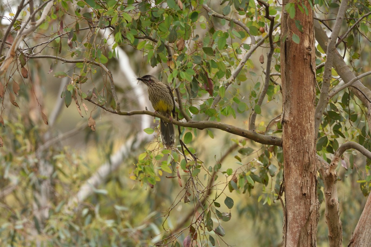 laločnatka jihoaustralská - ML644664600