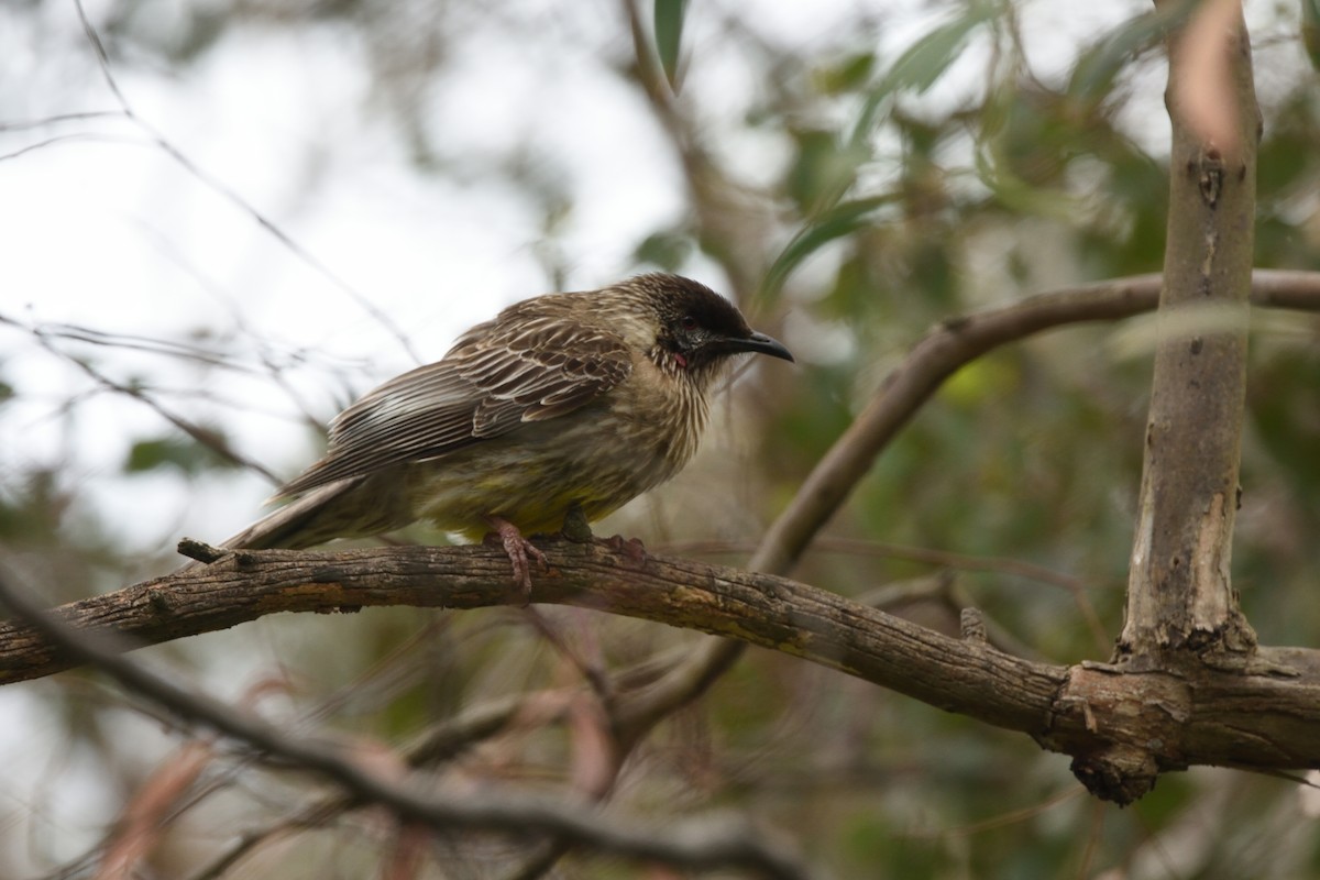 laločnatka jihoaustralská - ML644664601