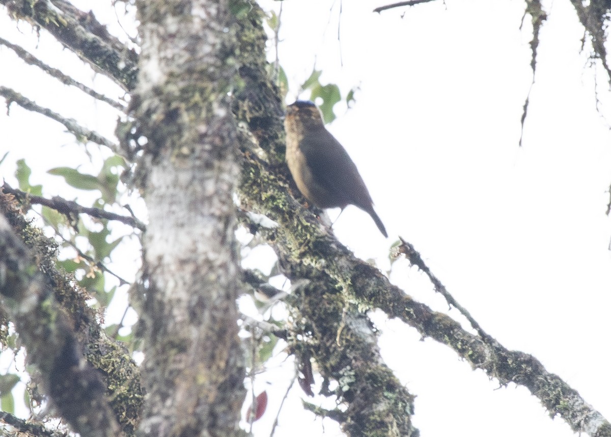 Синешапочная ифрита - ML644664602