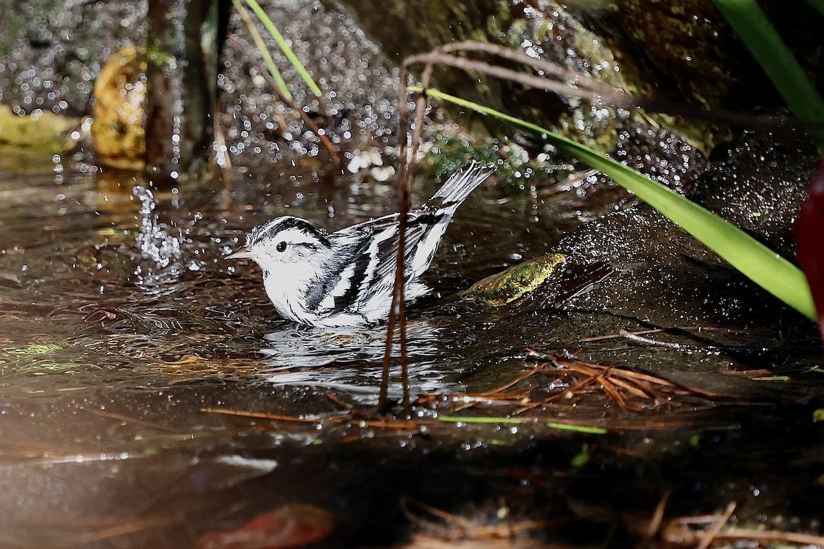 Black-and-white Warbler - ML644664603