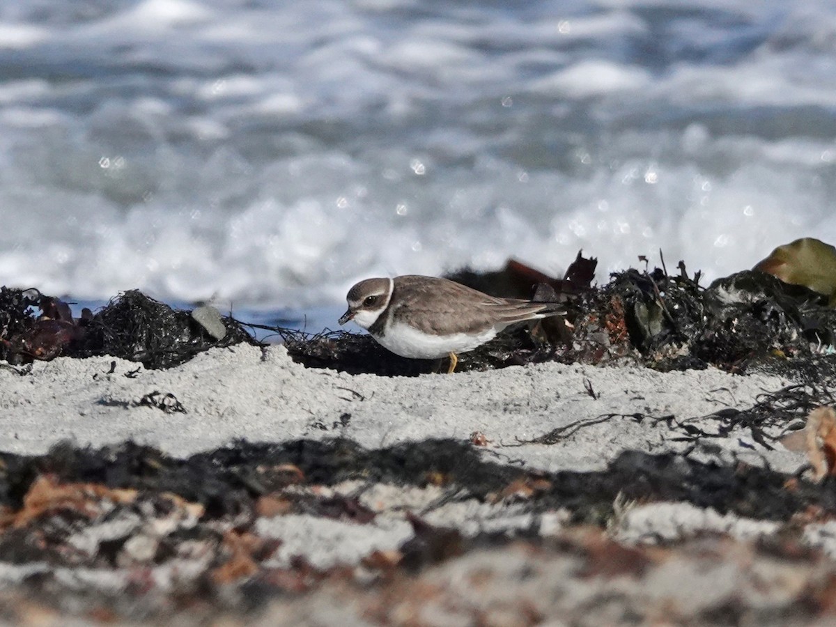 Semipalmated Plover - ML644664605