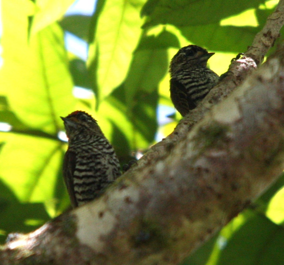 Zebrazwergspecht - ML644664609