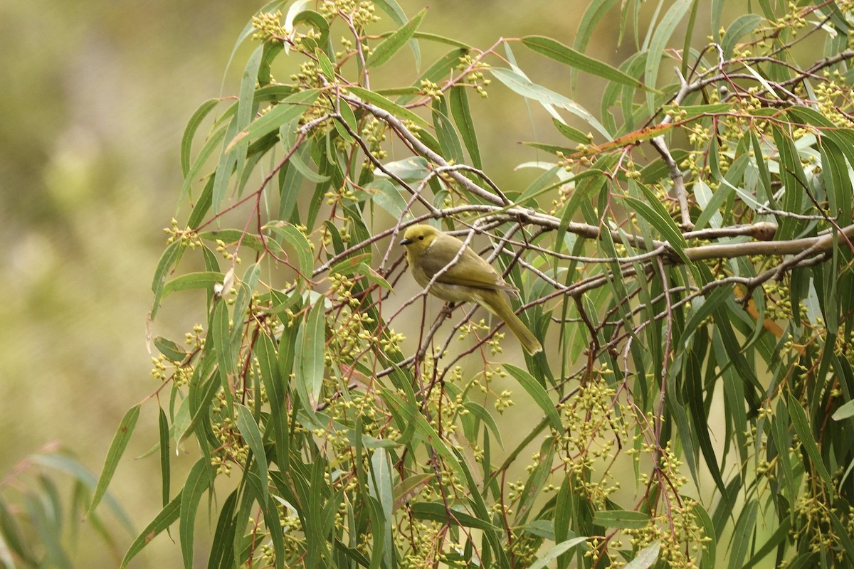 medosavka žlutohlavá - ML644664613