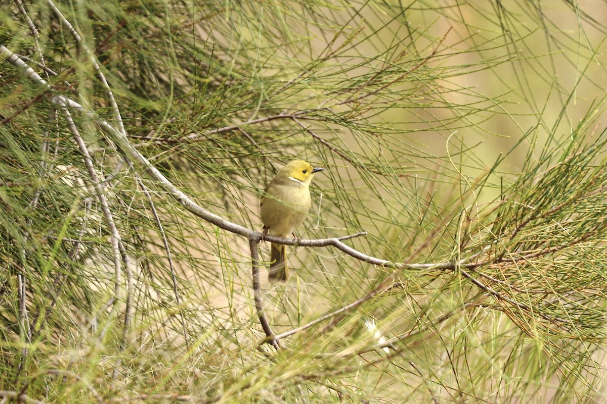 medosavka žlutohlavá - ML644664614