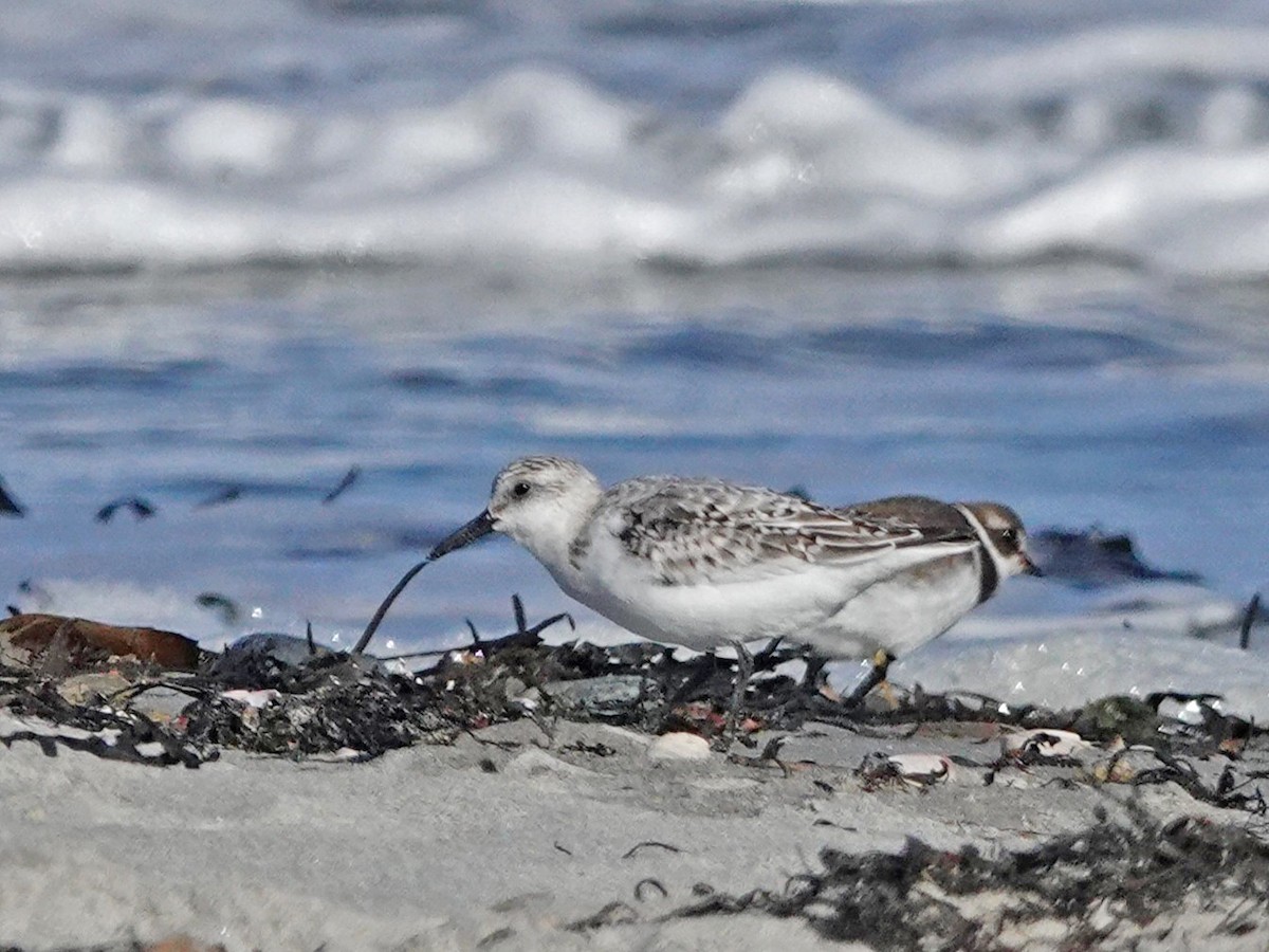 Sanderling - ML644664617