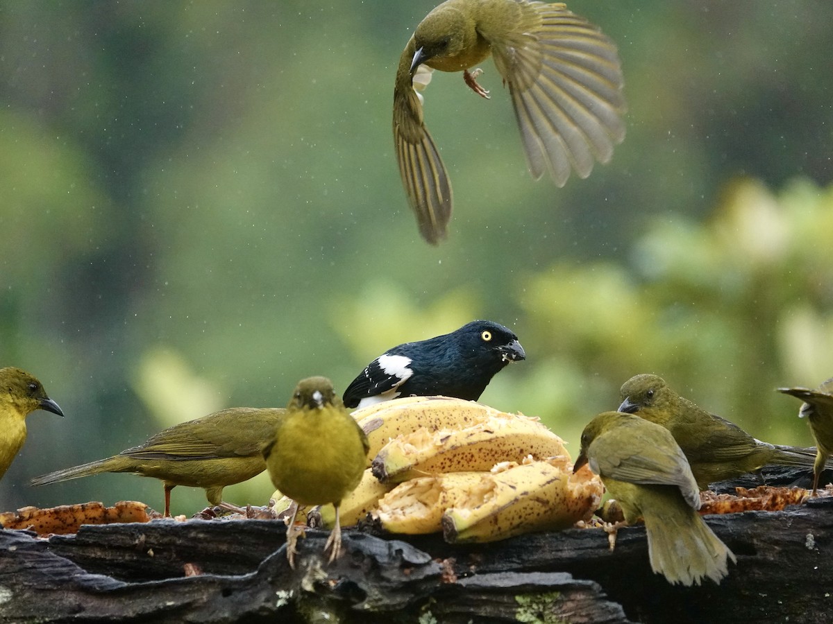 Olive-green Tanager - ML644664618