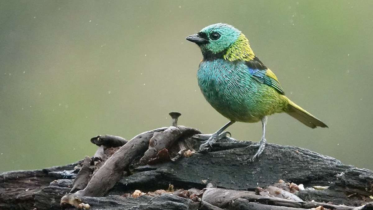 Green-headed Tanager - ML644664627