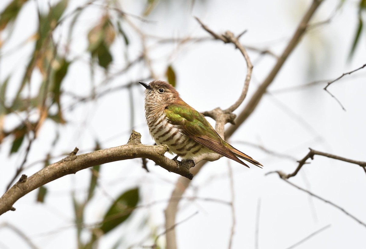 kukačka blýskavá (ssp. plagosus) - ML644664628