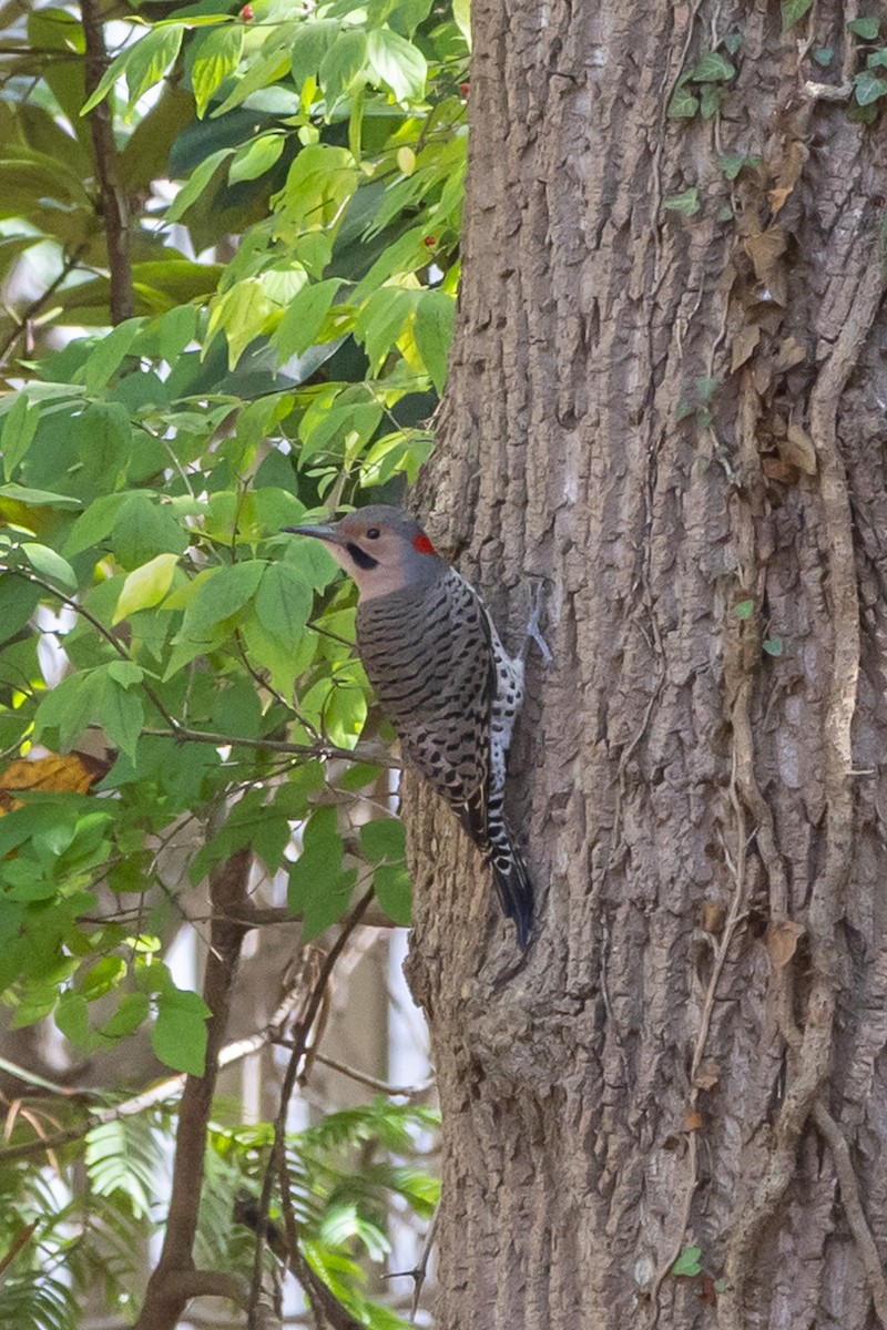 Northern Flicker - ML644664629