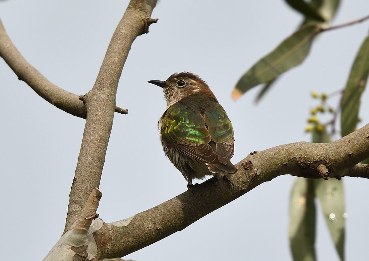 kukačka blýskavá (ssp. plagosus) - ML644664635