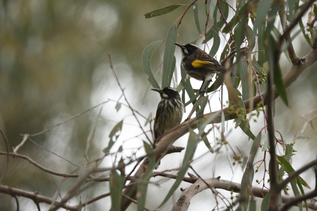 medosavka žlutokřídlá - ML644664636