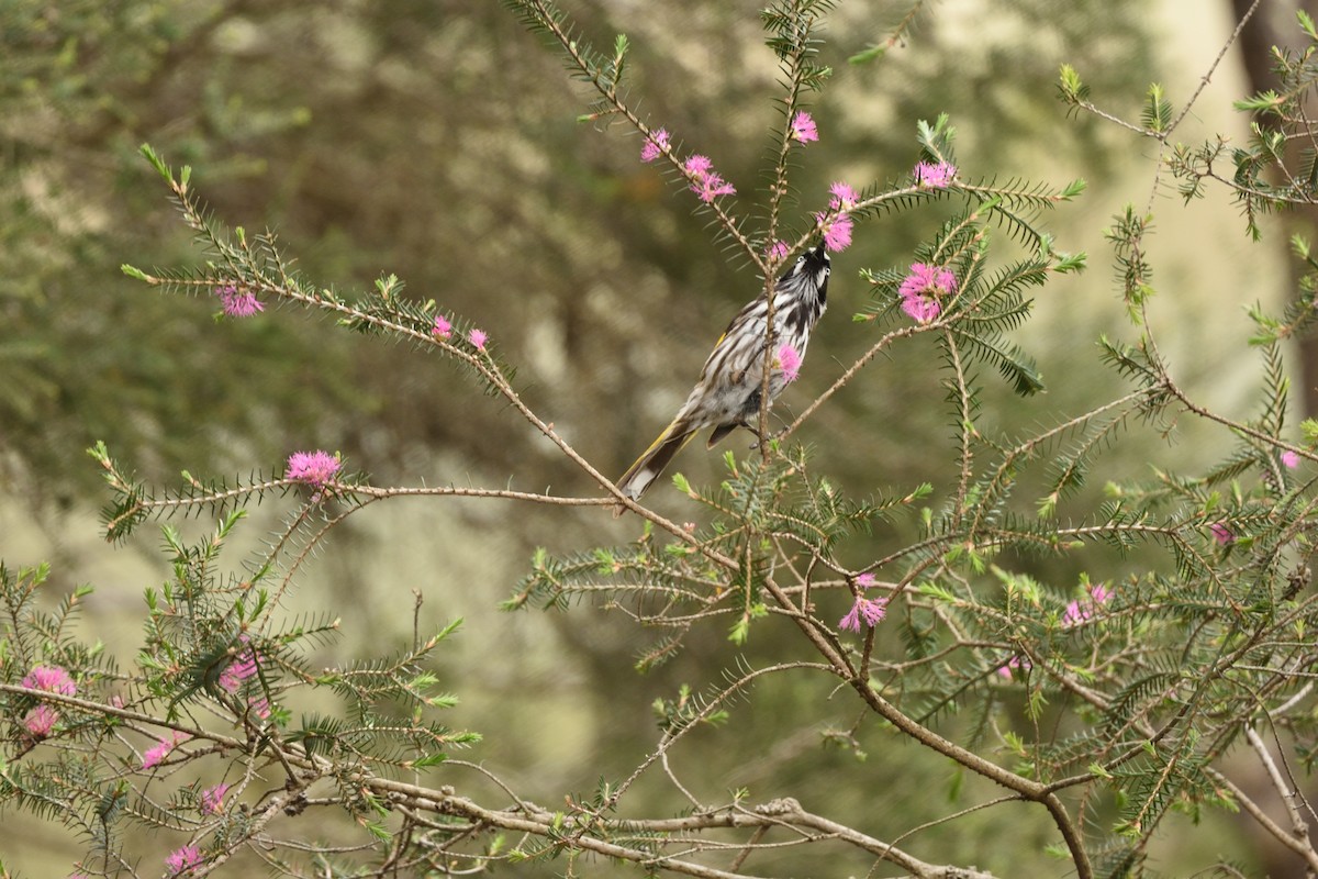 medosavka žlutokřídlá - ML644664637