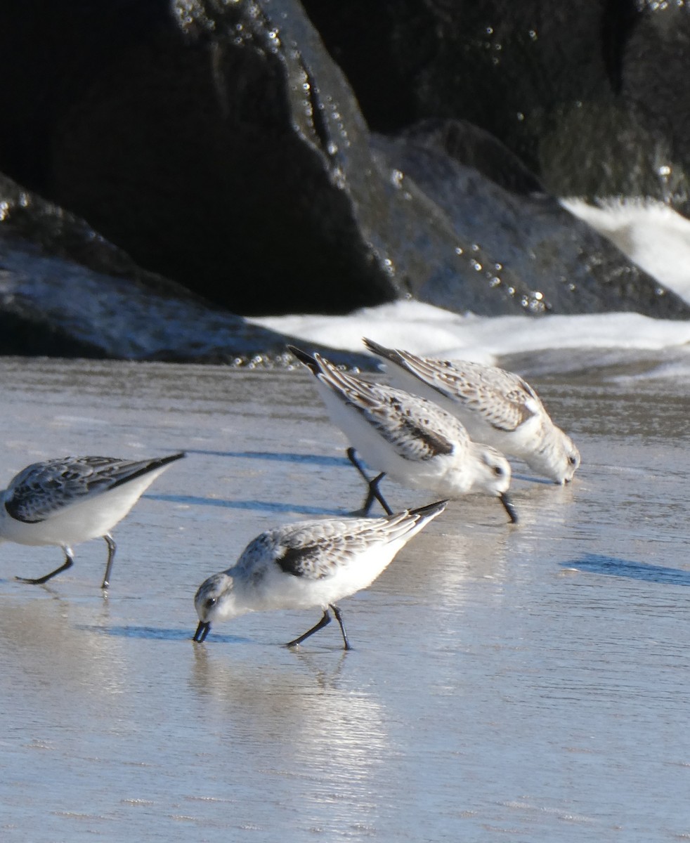 Sanderling - ML644664640