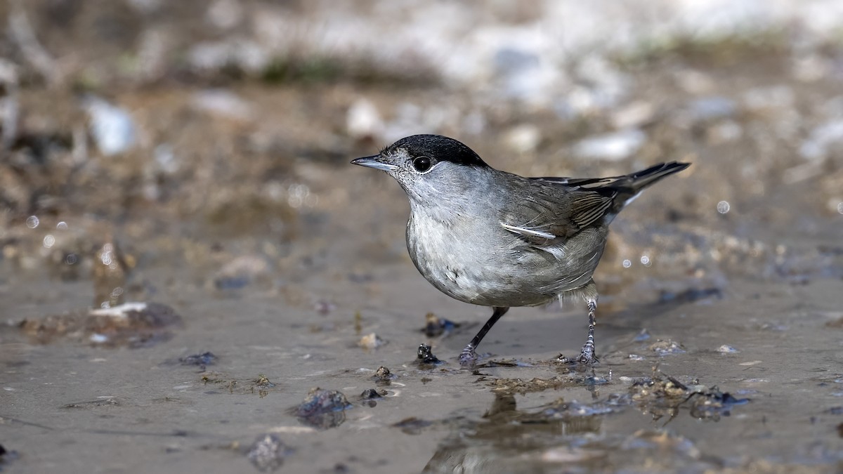 Txinbo kaskabeltza - ML644664642