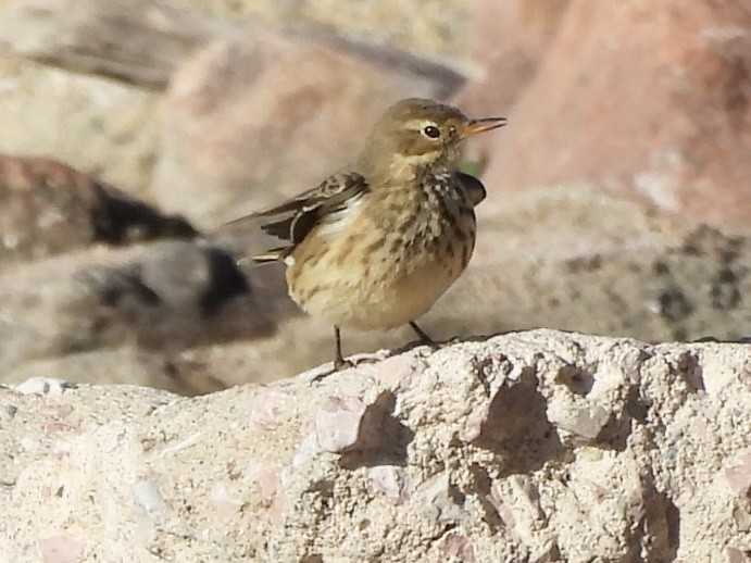 Щеврик американський - ML644664646