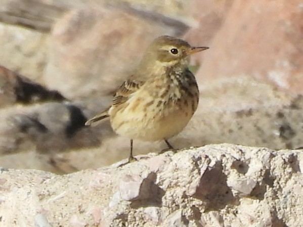 Щеврик американський - ML644664647