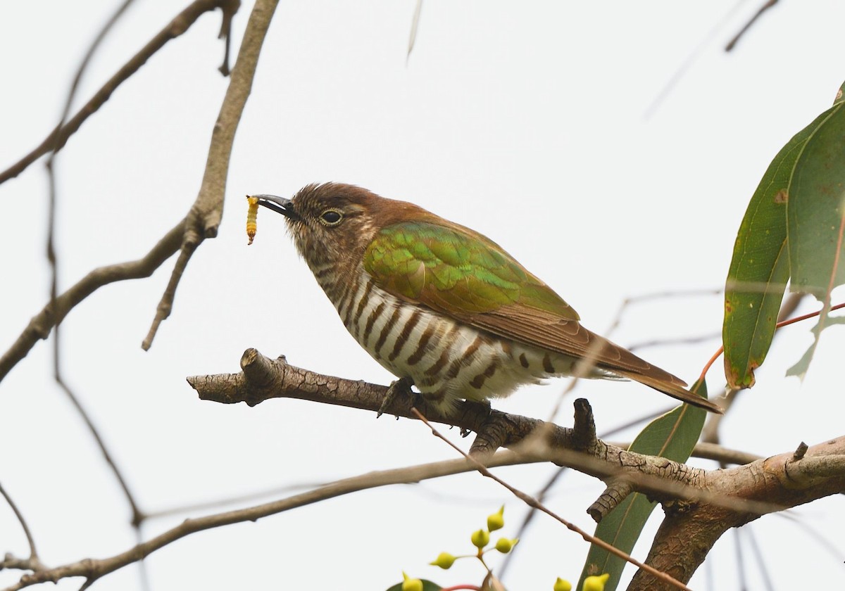 kukačka blýskavá (ssp. plagosus) - ML644664649