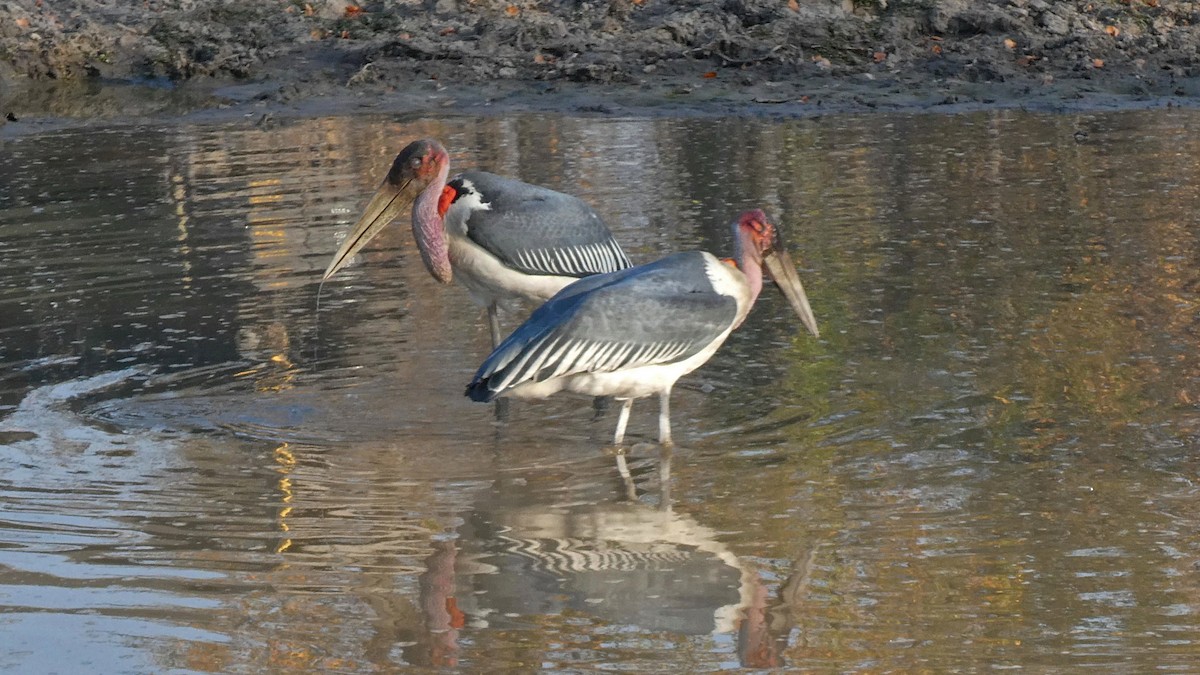 Marabou Stork - ML644664650